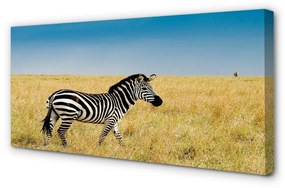 Canvas képek Zebra box 100x50 cm