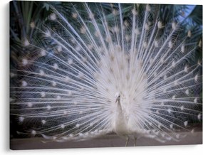Kép - Fehér páva (70x50 cm)
