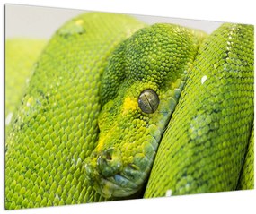 Kígyó képe (90x60 cm)