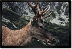 Poszter keretben 60x40 Szarvas felszarvazott