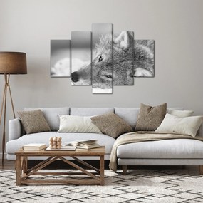 Kép - Farkas, fekete-fehér (150x105 cm)