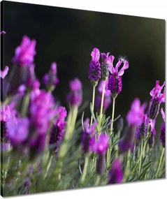 Vászonkép 60x60 Lila virágok