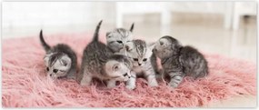Fotótapéták 250x104 Cica Cicák