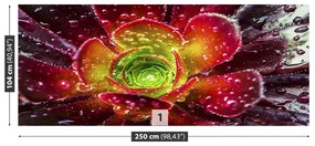 Fotótapéta piros virág 104x70 cm