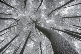 Flizelina fotótapéta Nappaliba és Hálószobába Téli tájkép 104x70 Ragasztó