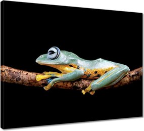 Vászonkép 50x40 Gyönyörű béka az ágon