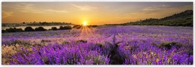 Poszterek 200x66 Levendula tájkép Nap