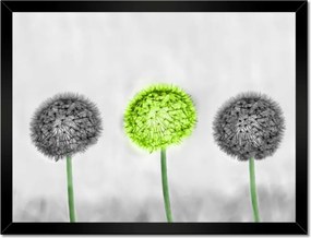 Poszterek keretben 40x30 Pitypangok