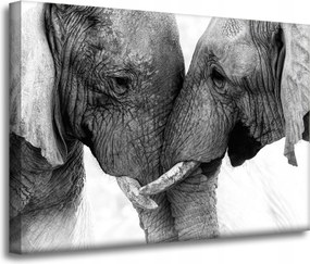 Vászonkép Elefánt közelkép Szürke Természet 70x50 cm Ajándéknak is tökéletes