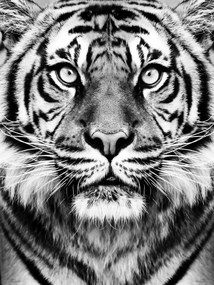 Művészeti fotózás Tiger BW, Sisi & Seb, (30 x 40 cm)
