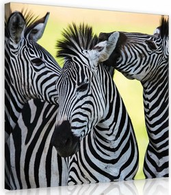 Vászonkép 80x80 Zebra természet vad természet állatok csíkok Afrika szavanna