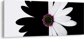 Egy fekete-fehér virág képe (120x50 cm)