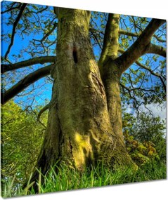 Vászonkép 60x60 Erős fa