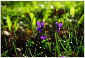 Poszterek 200x135 Mezei ibolya