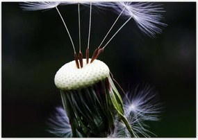 Poszterek 100x70 Pitypang VirĂĄg VirĂĄgok