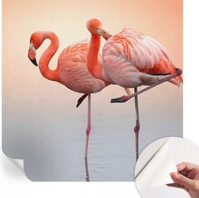 Öntapadós fotótapéta Divatos Finom flamingók 250x250 cm