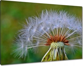 Vászonkép 100x70 Pitypang Virág Virágok