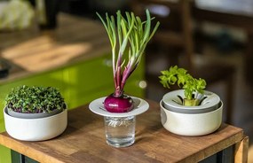 Plastia Regrow, elefántcsont