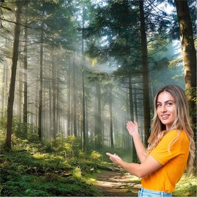 3D fotótapéta Nappali Hálószoba Erdő Fák Nap 588x280 PO12W