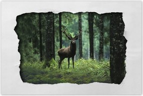 Poszterek 120x80 Szarvas az erdő közepén