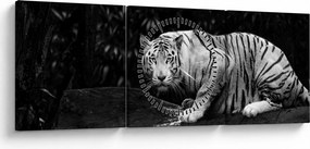 Kép - albínó tigris, fekete-fehér (órával) (90x30 cm)