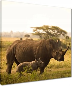 Vászonkép 50x50 Orrszarvú a gyermekkel