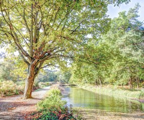 Poszter 60x50cm Ösvény a csatorna felett az erdőben, Assaf Frank