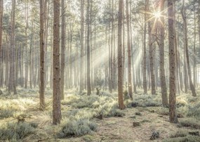 Poszter 42x29,7cm Ködös erdő napsugarakkal, Assaf Frank