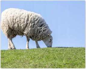 Poszterek 50x40 Bárány legeltetés közben