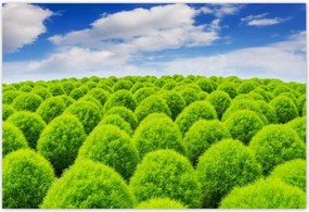 Poszterek 200x135 Zöld tekintet Völgy