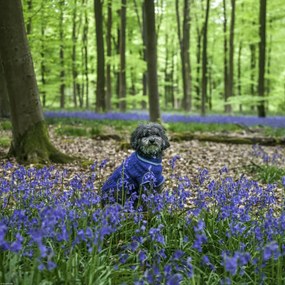 Poszter 40x40cm Kutya az erdőben kék csengettyűkkel körülvéve, Assaf Frank