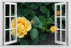 Poszterek 90x60 Sárga rózsa