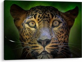 Kép - Leopárd portré, Sri Lanka (70x50 cm)