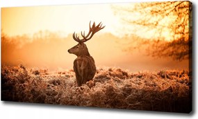 Vászonkép Szarvas napfelkelte 100x70cm
