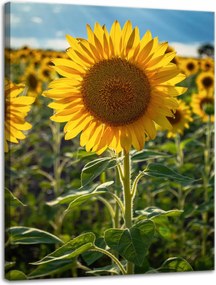 Vászonkép Botanika Napraforgó a mezőn 30x40