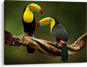 Ülő tukánok képe, Costa Rica (70x50 cm)