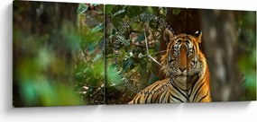 Pihenő tigris képe (órával) (90x30 cm)