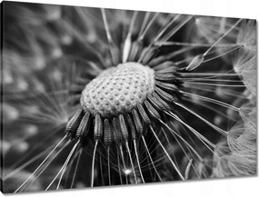 Vászonkép 90x60 Pitypang Virág Virágok