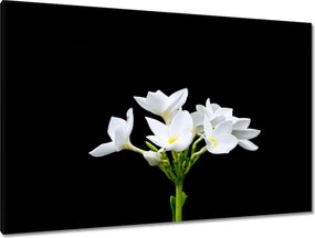 Vászonkép 120x80 Virág Frangipani plumeria