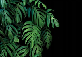 Monstera fotótapéta levelek fekete alapon trópusi vinil 416x254 +ragasztó