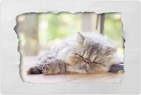 Poszterek 60x40 Cica Cicák