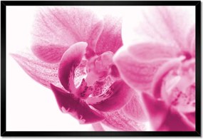 Poszter keretben 60x40 Orchidea Virágok