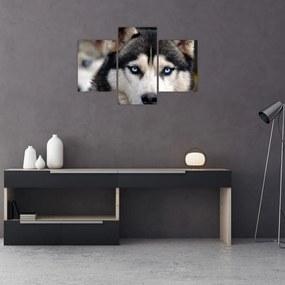 Husky kutya kép (90x60 cm)