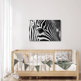 Zebra képe (90x60 cm)