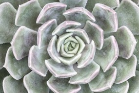 Poszter 91,5x61cm Pozsgás, Assaf Frank