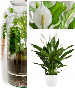 Szárnyas Növény Élő Növény Ideális Az Erdőbe Üveg Tégelyben