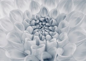 Poszter 42x29,7cm Dália virág 2, Assaf Frank