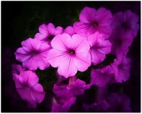 Poszterek 50x40 Petunia lila virágai