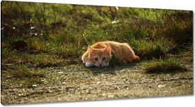 Képek 115x55 Cica Cicák