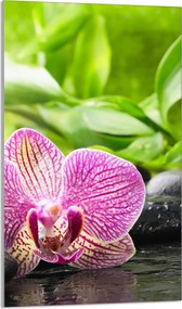 Üveg Vágódeszka 30x52 Orchidea Konyha